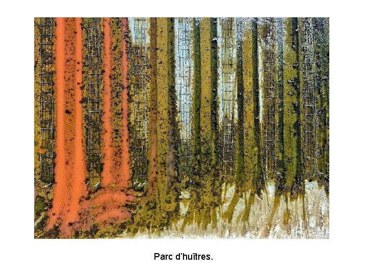 Parc d’huîtres. Parc d’huîtres.