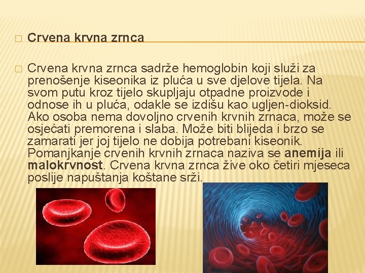 � Crvena krvna zrnca sadrže hemoglobin koji služi za prenošenje kiseonika iz pluća u