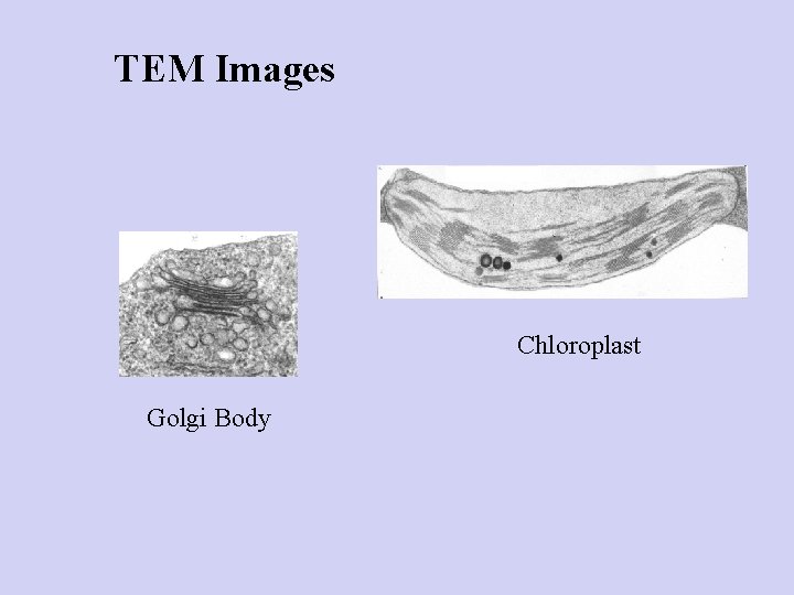 TEM Images Chloroplast Golgi Body 