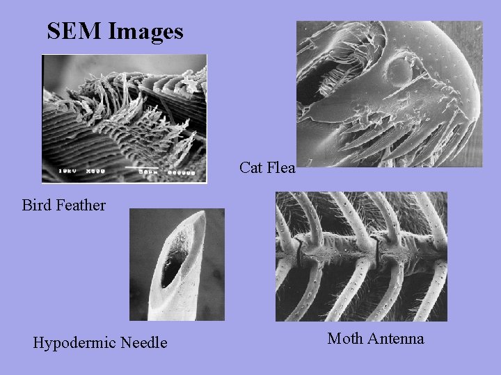 SEM Images Cat Flea Bird Feather Hypodermic Needle Moth Antenna 