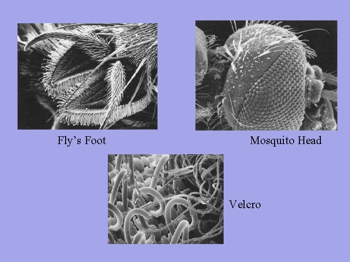 Fly’s Foot Mosquito Head Velcro 