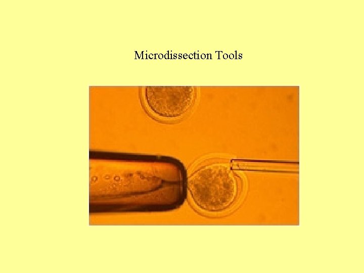 Microdissection Tools 