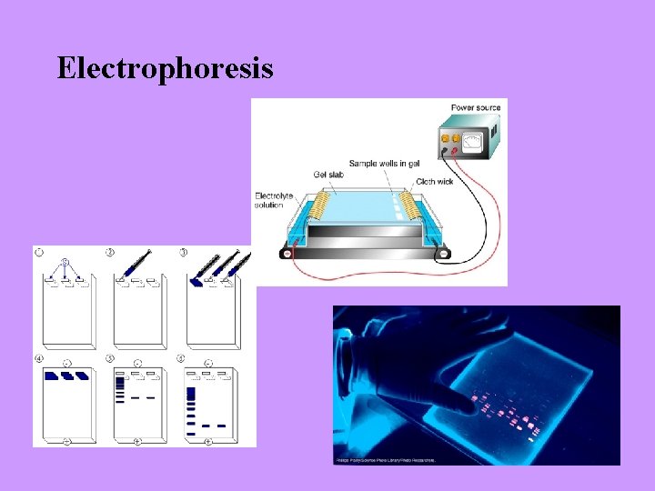 Electrophoresis 