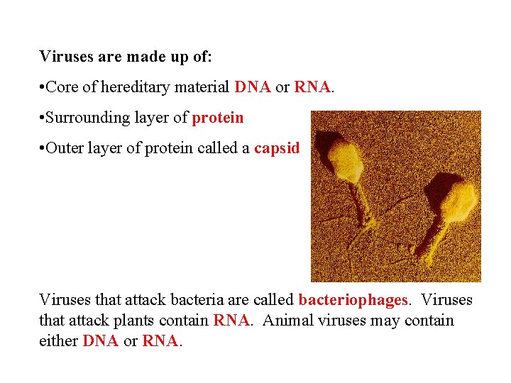 Viruses are made up of: • Core of hereditary material DNA or RNA. •