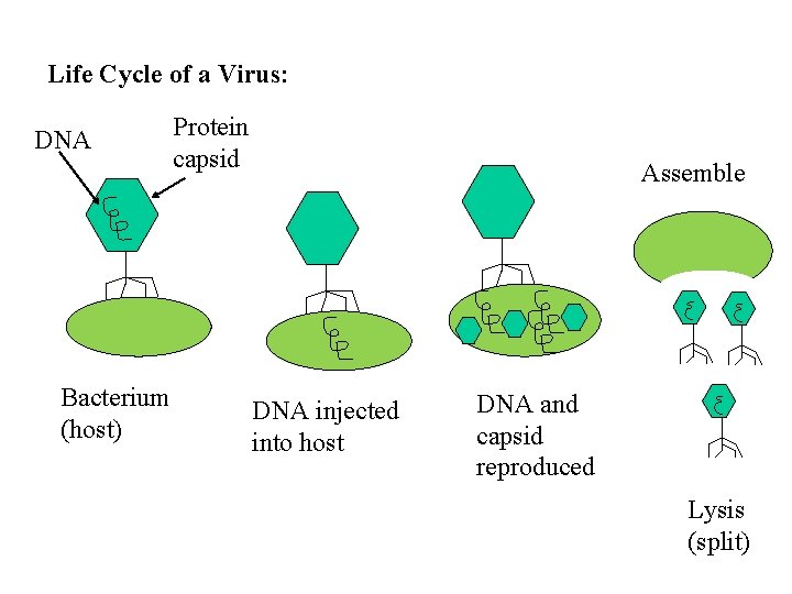 Life Cycle of a Virus: DNA Bacterium (host) Protein capsid Assemble DNA injected into