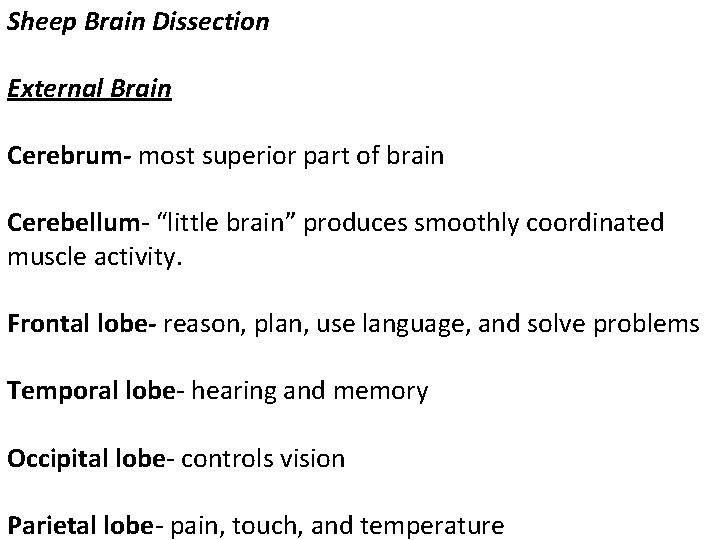 Sheep Brain Dissection External Brain Cerebrum- most superior part of brain Cerebellum- “little brain”