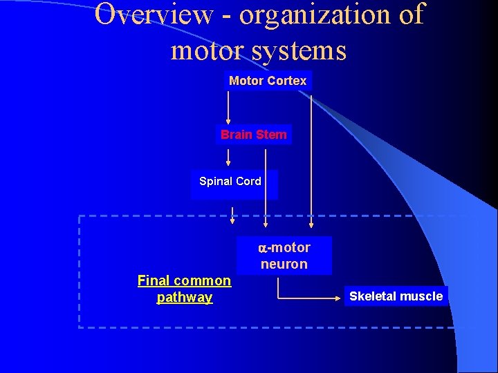 Overview - organization of motor systems Motor Cortex Brain Stem Spinal Cord -motor neuron