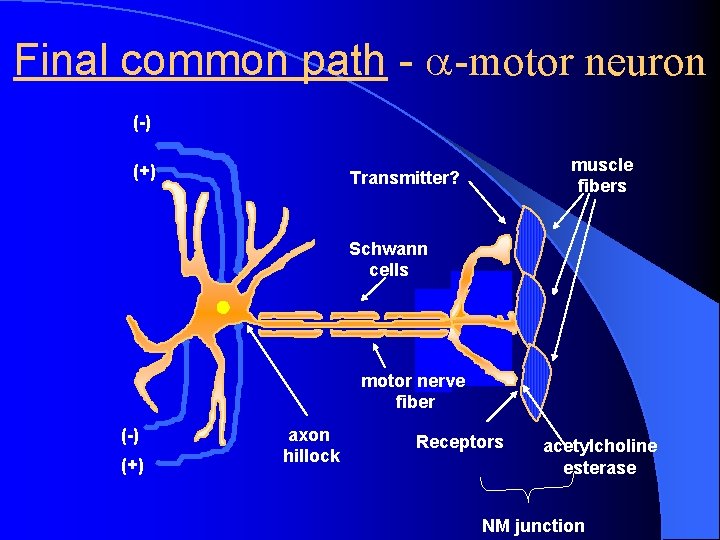 Final common path - -motor neuron (-) (+) muscle fibers Transmitter? Schwann cells motor