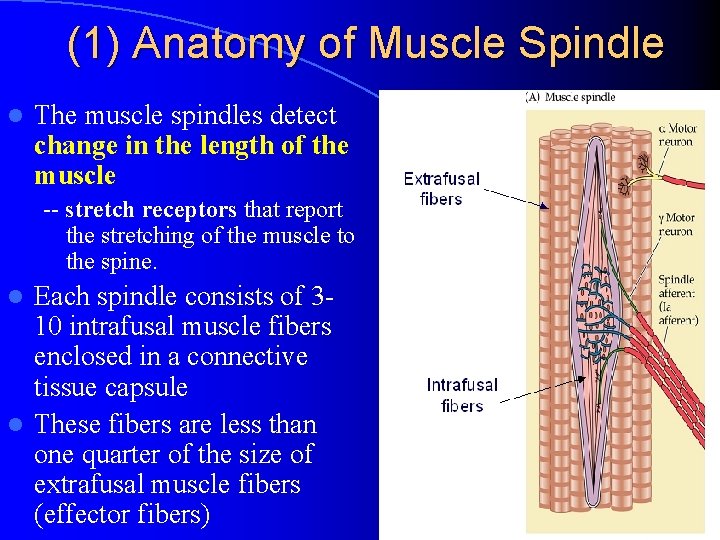 (1) Anatomy of Muscle Spindle l The muscle spindles detect change in the length