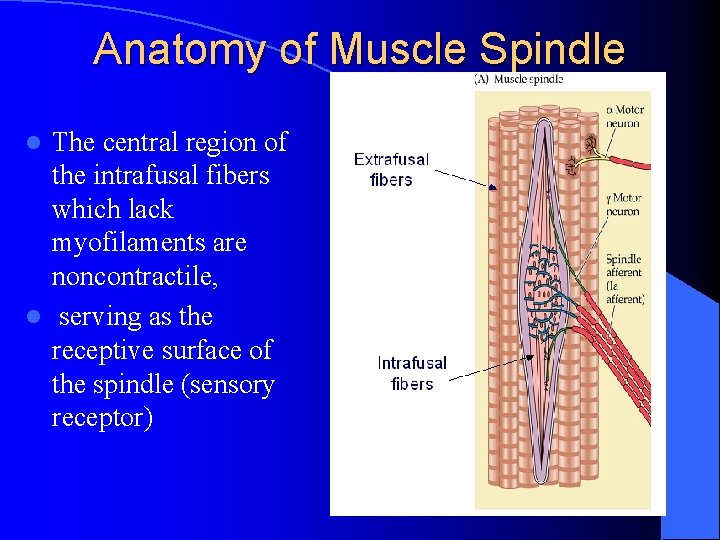 Anatomy of Muscle Spindle The central region of the intrafusal fibers which lack myofilaments