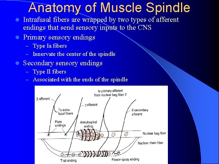 Anatomy of Muscle Spindle Intrafusal fibers are wrapped by two types of afferent endings