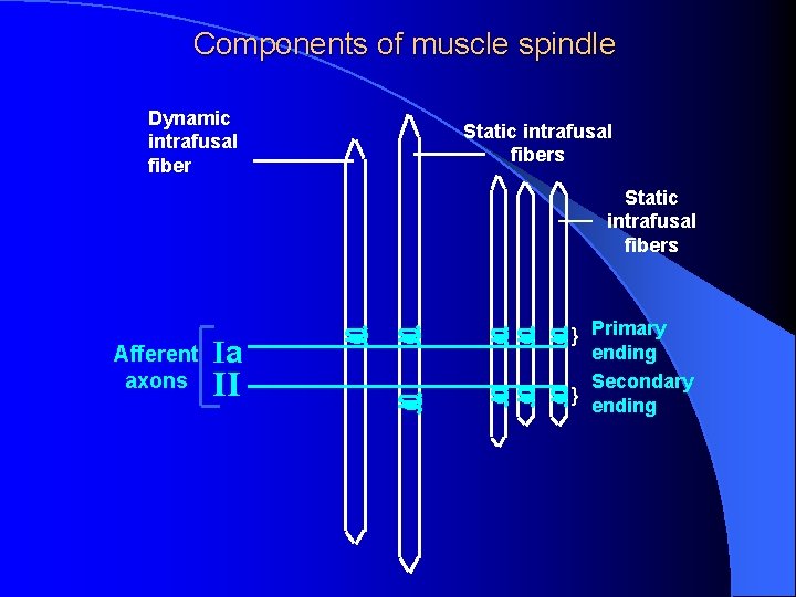 Components of muscle spindle Dynamic intrafusal fiber Static intrafusal fibers Afferent axons Ia II