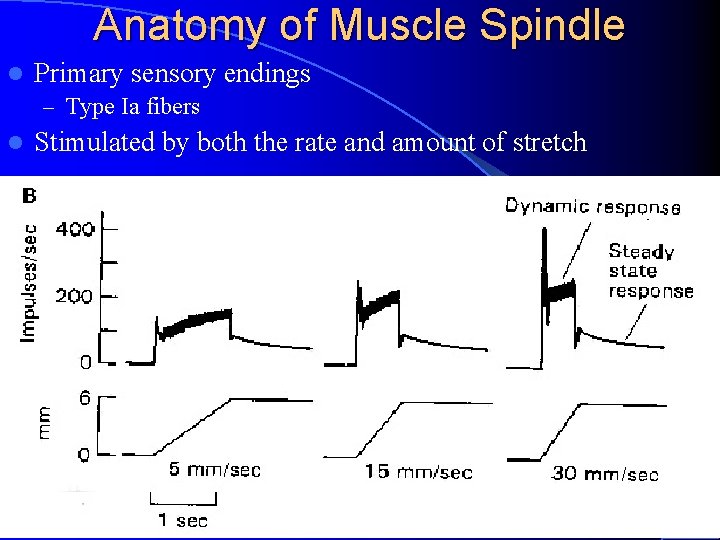 Anatomy of Muscle Spindle l Primary sensory endings – Type Ia fibers l Stimulated