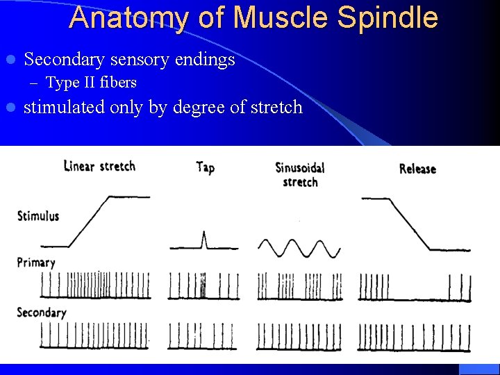 Anatomy of Muscle Spindle l Secondary sensory endings – Type II fibers l stimulated