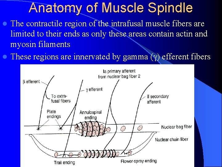Anatomy of Muscle Spindle The contractile region of the intrafusal muscle fibers are limited