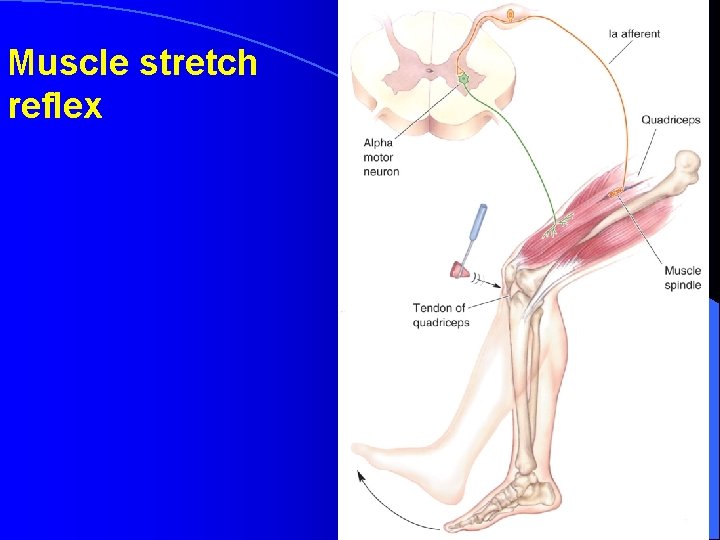 Muscle stretch reflex 