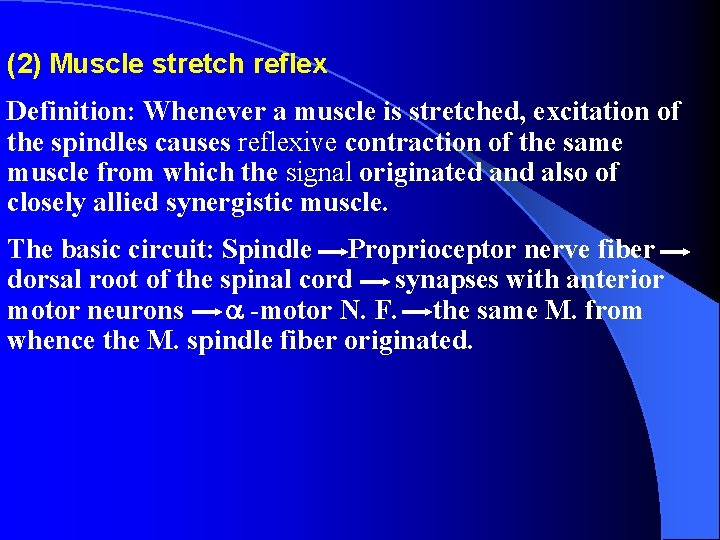 (2) Muscle stretch reflex Definition: Whenever a muscle is stretched, excitation of the spindles