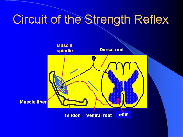 Circuit of the Strength Reflex Muscle spindle Dorsal root Muscle fiber Tendon Ventral root