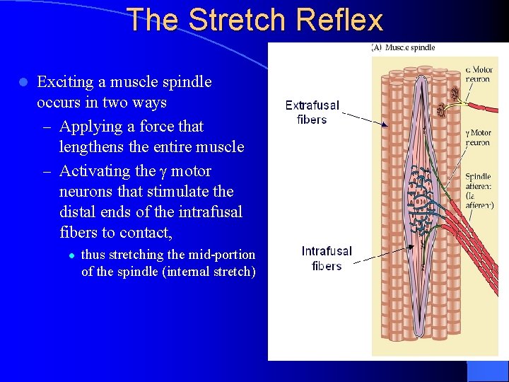 The Stretch Reflex l Exciting a muscle spindle occurs in two ways – Applying