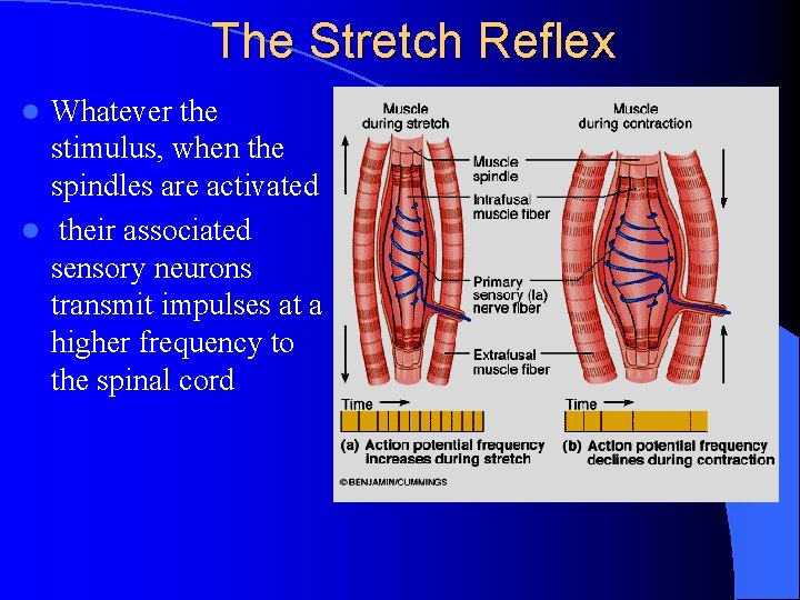 The Stretch Reflex Whatever the stimulus, when the spindles are activated l their associated