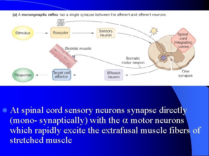 The Stretch Reflex l At spinal cord sensory neurons synapse directly (mono- synaptically) with