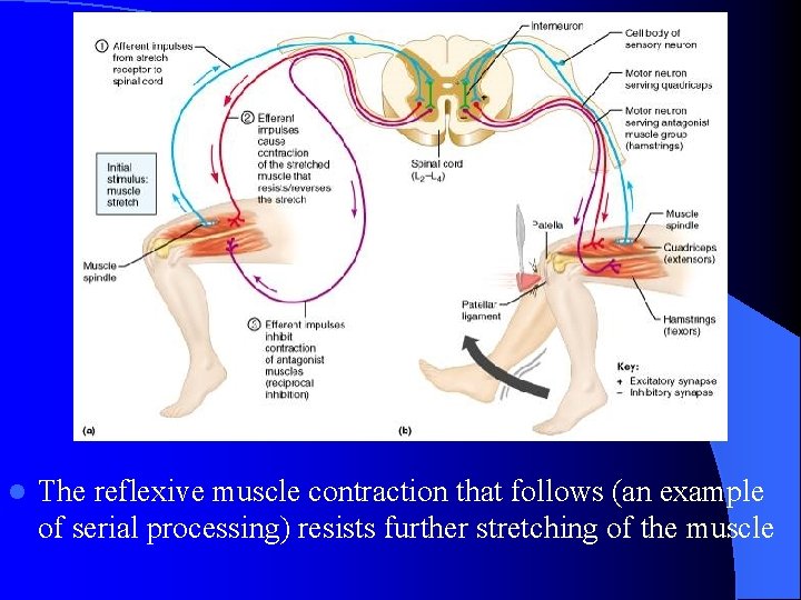 The Stretch Reflex l The reflexive muscle contraction that follows (an example of serial