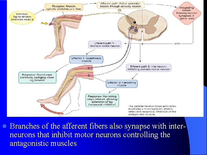 The Stretch Reflex l Branches of the afferent fibers also synapse with interneurons that