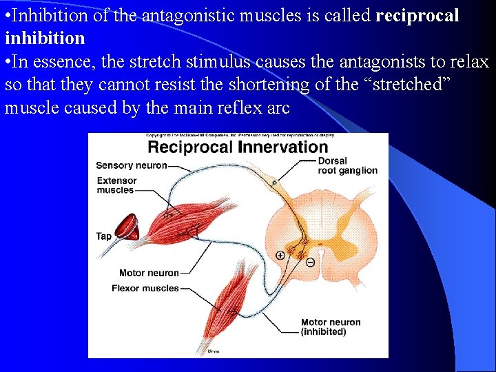  • Inhibition of the antagonistic muscles is called reciprocal inhibition • In essence,