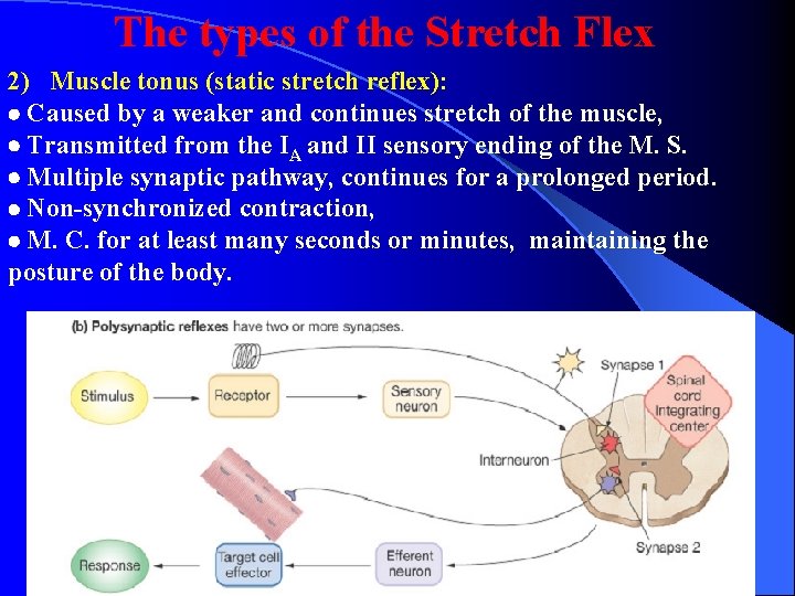 The types of the Stretch Flex 2) Muscle tonus (static stretch reflex): Caused by