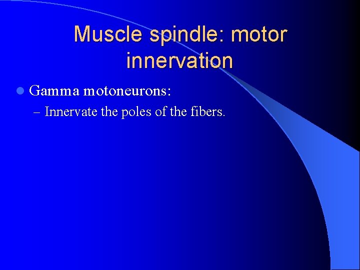 Muscle spindle: motor innervation l Gamma motoneurons: – Innervate the poles of the fibers.