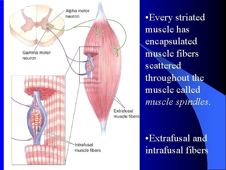  • Every striated muscle has encapsulated muscle fibers scattered throughout the muscle called