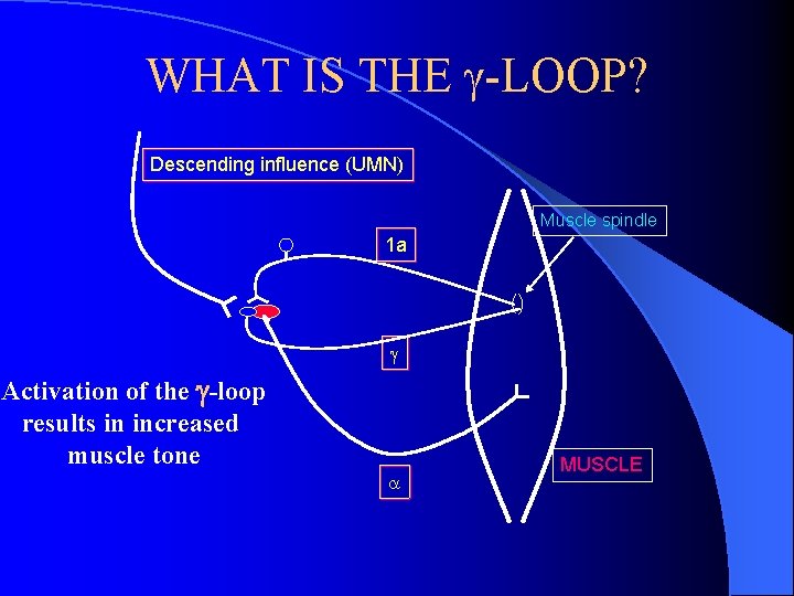 WHAT IS THE -LOOP? Descending influence (UMN) Muscle spindle 1 a Activation of the