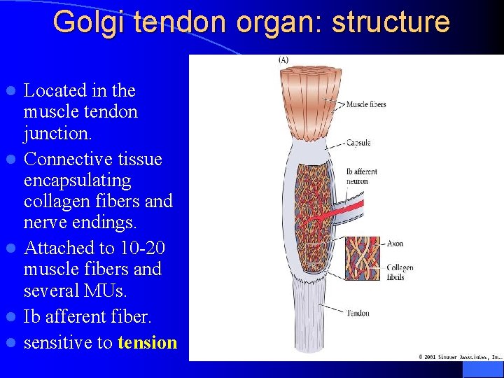 Golgi tendon organ: structure l l l Located in the muscle tendon junction. Connective
