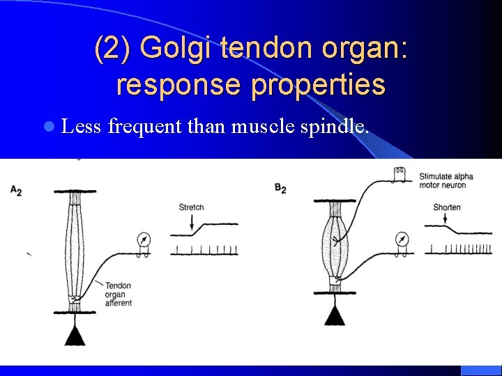 (2) Golgi tendon organ: response properties l Less frequent than muscle spindle. 