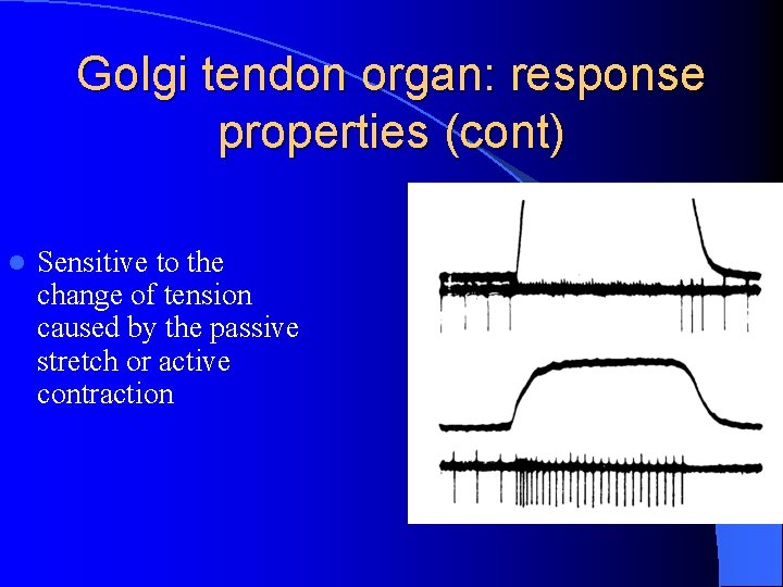 Golgi tendon organ: response properties (cont) l Sensitive to the change of tension caused