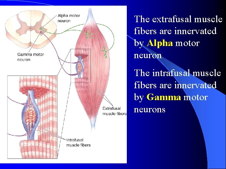 The extrafusal muscle fibers are innervated by Alpha motor neuron The intrafusal muscle fibers