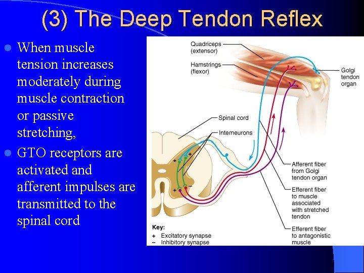 (3) The Deep Tendon Reflex When muscle tension increases moderately during muscle contraction or