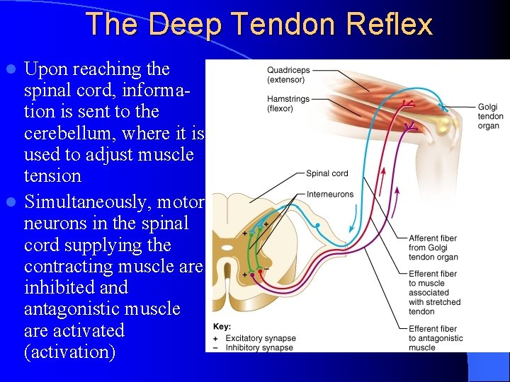 The Deep Tendon Reflex Upon reaching the spinal cord, information is sent to the