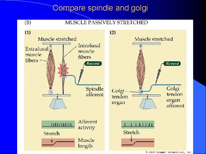 Compare spindle and golgi 