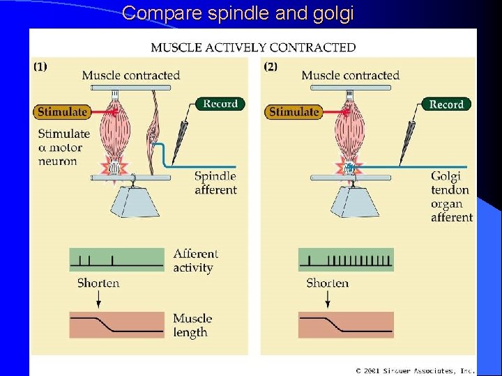 Compare spindle and golgi 