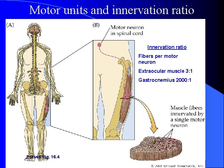 Motor units and innervation ratio Innervation ratio Fibers per motor neuron Extraocular muscle 3:
