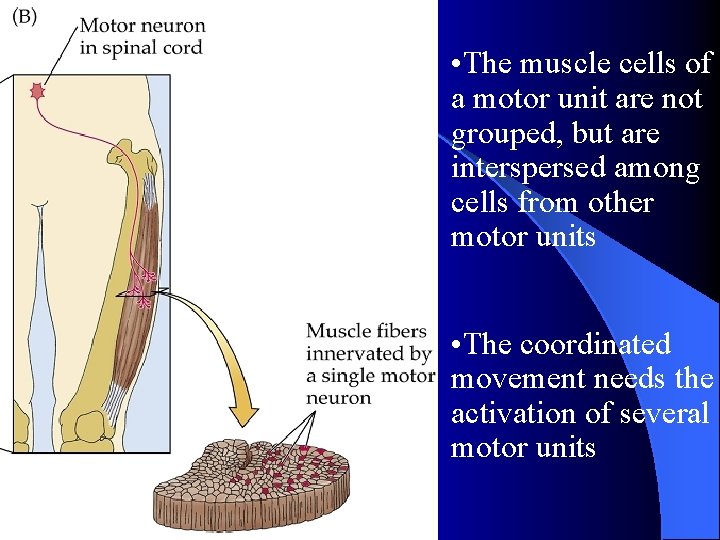  • The muscle cells of a motor unit are not grouped, but are