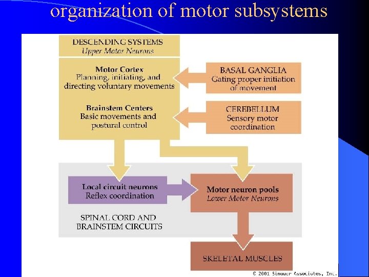 organization of motor subsystems 
