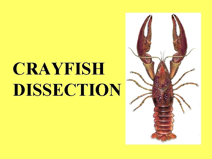 CRAYFISH DISSECTION 