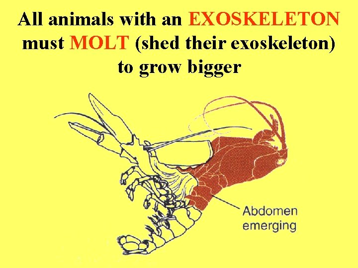 All animals with an EXOSKELETON must MOLT (shed their exoskeleton) to grow bigger 