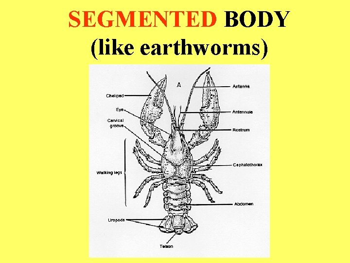 SEGMENTED BODY (like earthworms) 