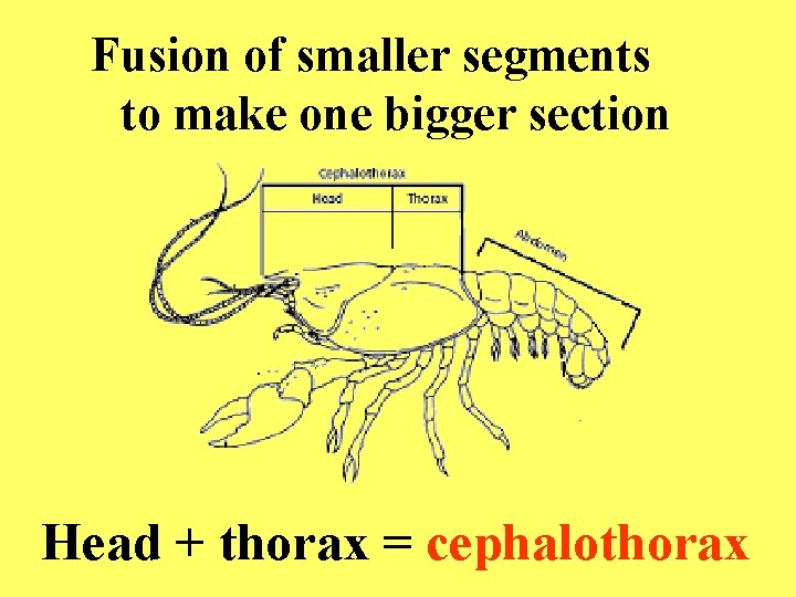 Fusion of smaller segments to make one bigger section Head + thorax = cephalothorax