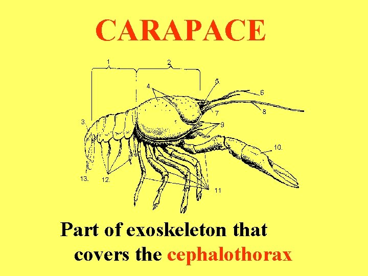 CARAPACE Part of exoskeleton that covers the cephalothorax 