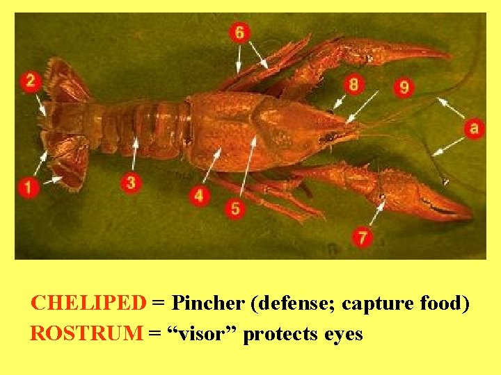 CHELIPED = Pincher (defense; capture food) ROSTRUM = “visor” protects eyes 