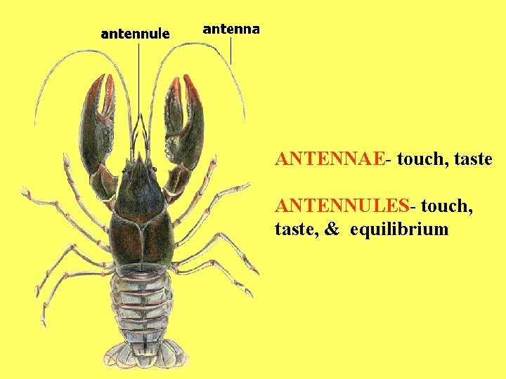 ANTENNAE- touch, taste ANTENNULES- touch, taste, & equilibrium 